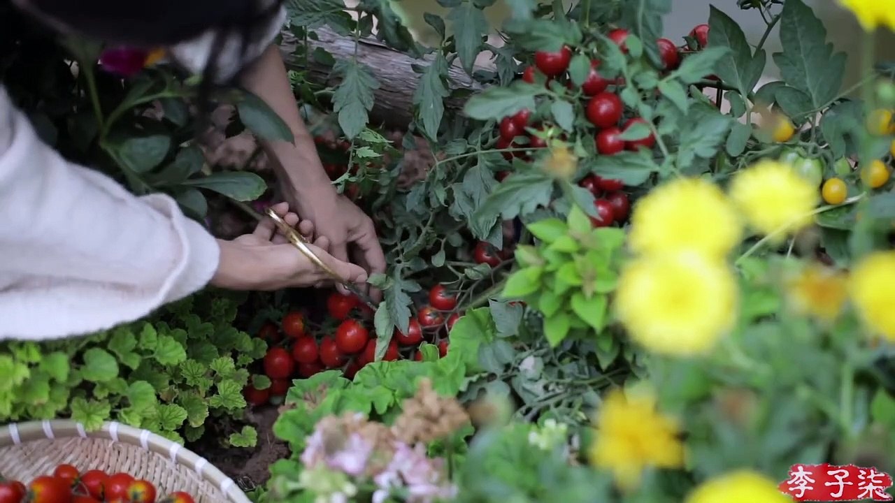 La vie de la pomme de terre