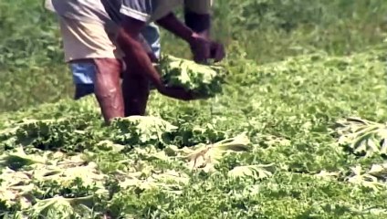 Waithe Calls For Food Security Policy