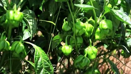 TTPS VOWS TO TARGET FARMING BANDITS