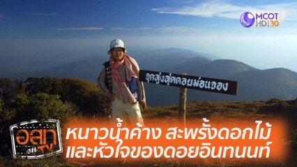 หนาวน้ำค้าง สะพรั้งดอกไม้ และหัวใจของดอยอินทนนท์ : อสท ออน ทีวี (22 พ.ย. 63)