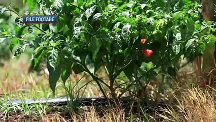 TOBAGO FARMERS DEMAND APOLOGY FROM PRIME MINISTER