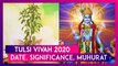 Tulsi Vivah 2020: Date, Significance, Shubh Muhurat Of Tulsi Marriage Rituals Celebrated Post Diwali