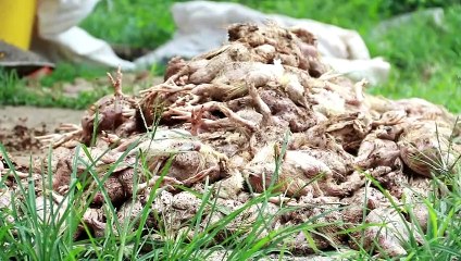FARMER LOSES HUNDREDS OF CHICKENS TO FLOOD