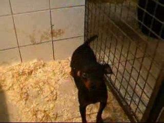 Pinscher