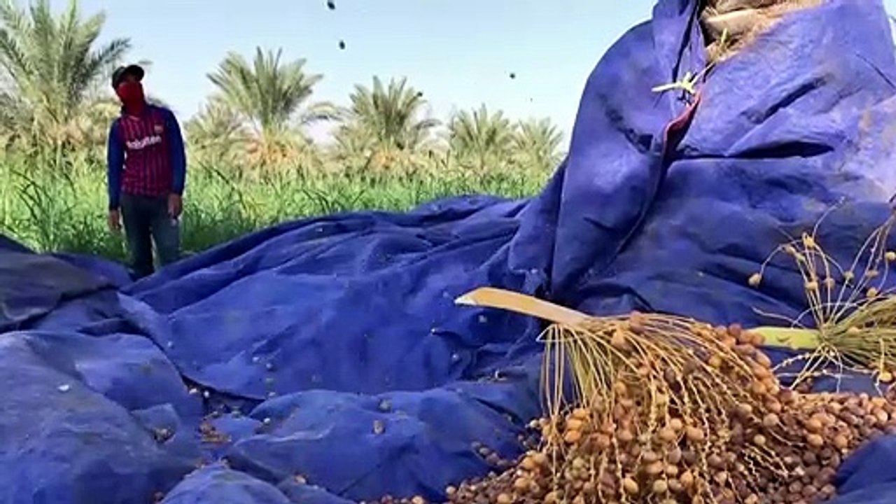 Die letzten Palmenkletterer im Irak