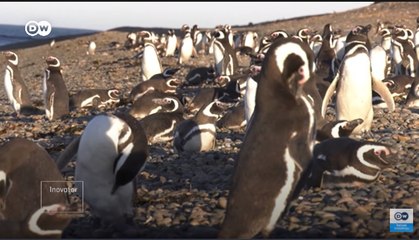 Tumpukan Sampah Plastik Jadi Rumah Penguin Magellan di Pantai Argentina