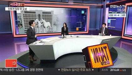 [사건큐브] "잘 키우겠다" 진돗개 입양 후 도살…70대 징역형