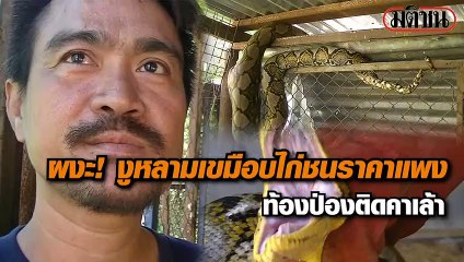 ผงะ! งูหลามเขมือบไก่ชนราคาแพง ท้องป่องติดคาเล้า