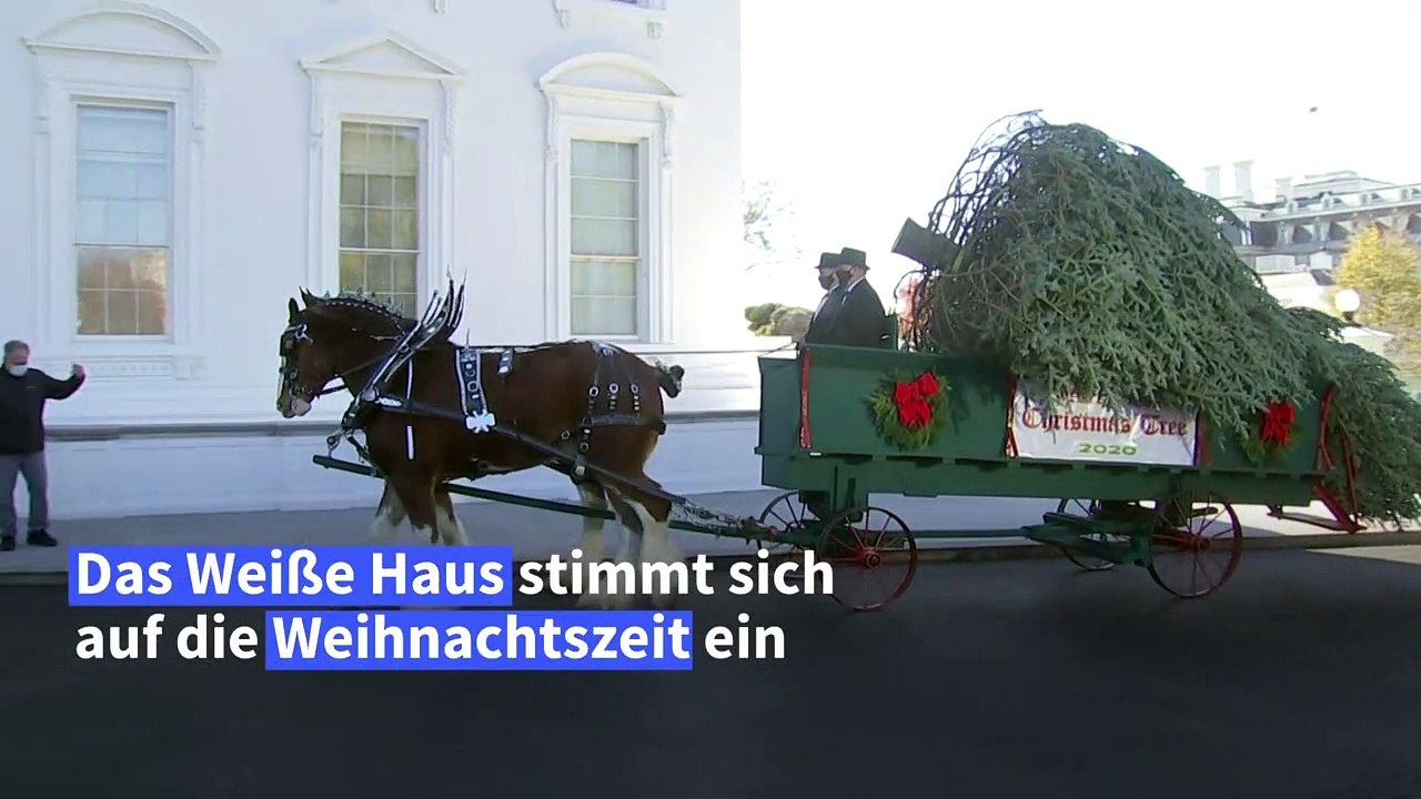 Melania Trump nimmt Weihnachtsbaum für Weißes Haus in Empfang