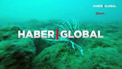 Aslan balığının zehri, iktidarsızlık ile mücadele edenlere şifa olabilir