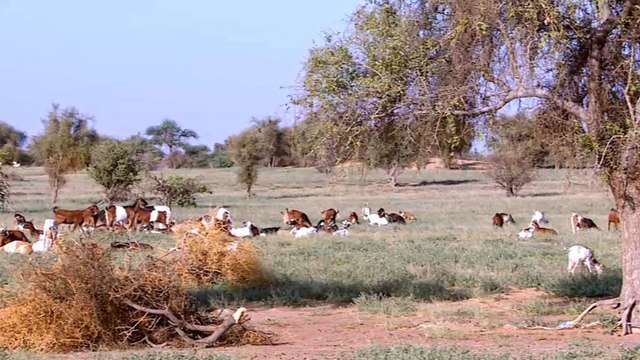 إجراءات احترازية ضد حمى الوادي المتصدع في موريتانيا