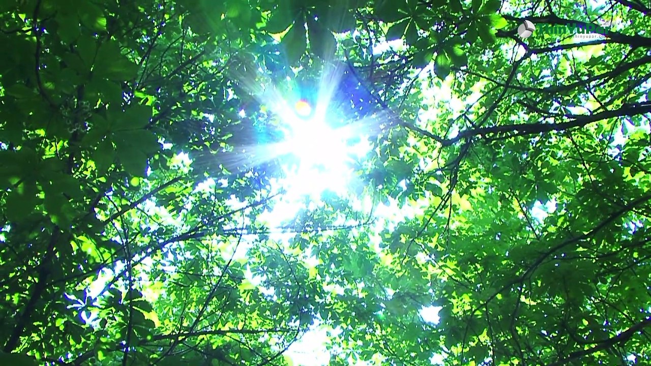 ကမ္ဘာပေါ်မှာ ရှင်သန်နေတဲ့ အပင်ကြီးတွေအကြောင်း | ThinYuPar