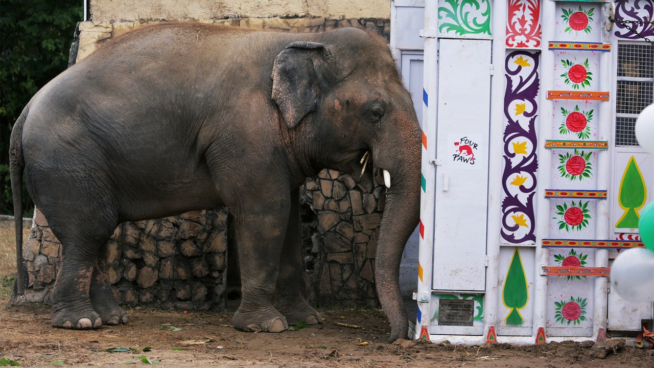 ‘World’s loneliest elephant’ gets farewell party before leaving Pakistan for Cambodia