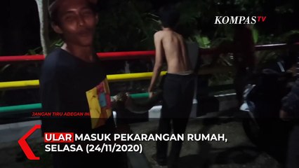 Penampakan Ular Piton 4 Meter di Pekarangan Rumah