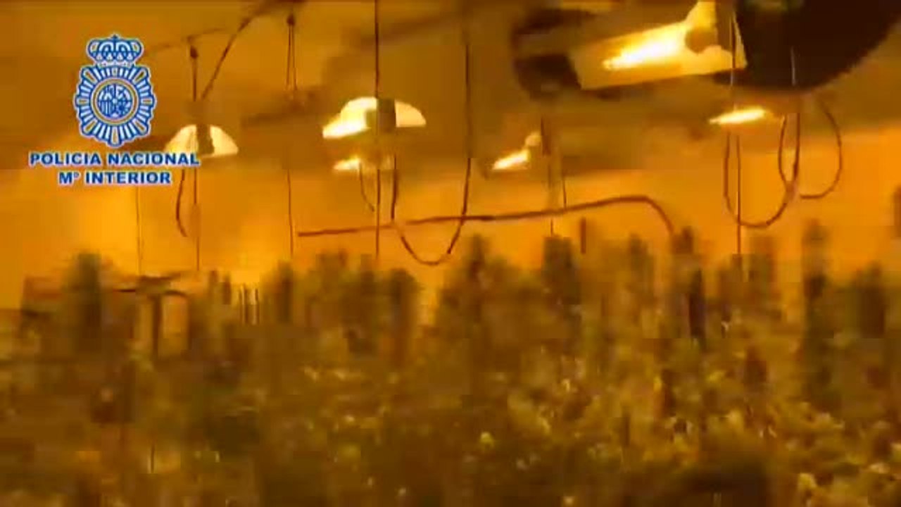 Desmantelado un entramado empresarial destinado al cultivo de marihuana ilegal