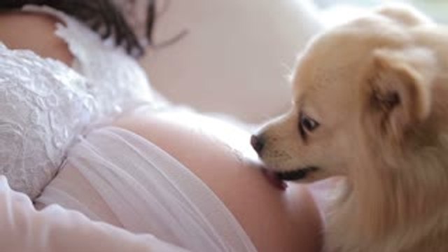 Comment les chiens arrivent-ils à détecter une grossesse chez la femme ?