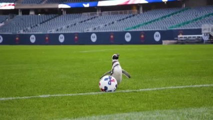 Los pingüinos de Chicago se van de excursión