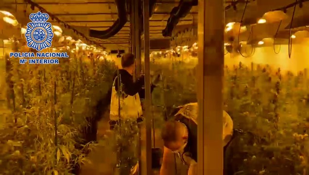 La Policía Nacional desmantela en Madrid dos plantaciones indoor de marihuana