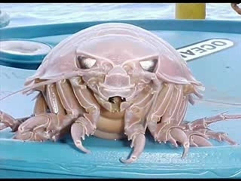 Strangest Sea Creatures