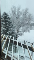 Synchronized Deer Hop Through Yard