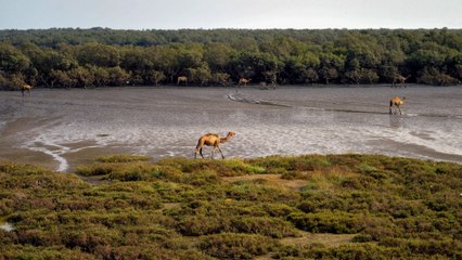 $50bn housing project threatens mangroves on Pakistani island
