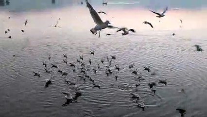 आनासागर झील में यूं जुटते हैं पक्षी, देखें इनकी खूबसूरती...