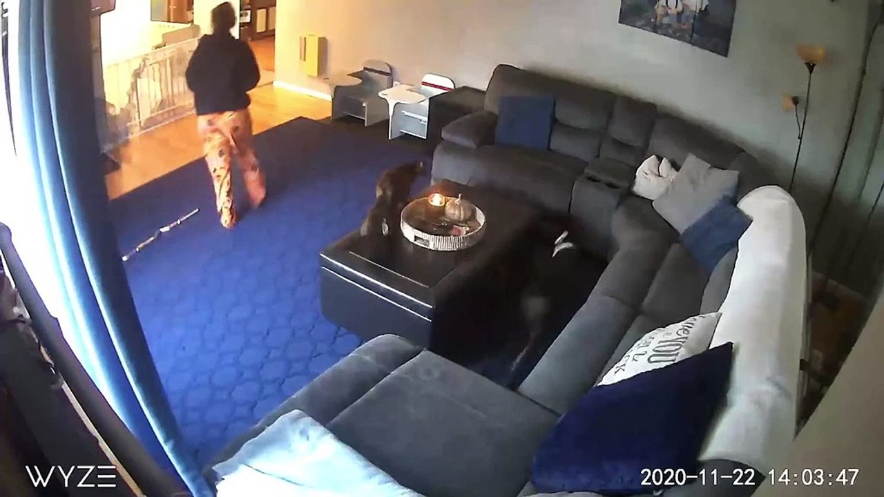 La queue d'un chat prend feu