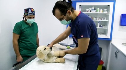 SAMSUN - Patileri kesilen köpekle ilgili 3 kişi gözaltına alındı