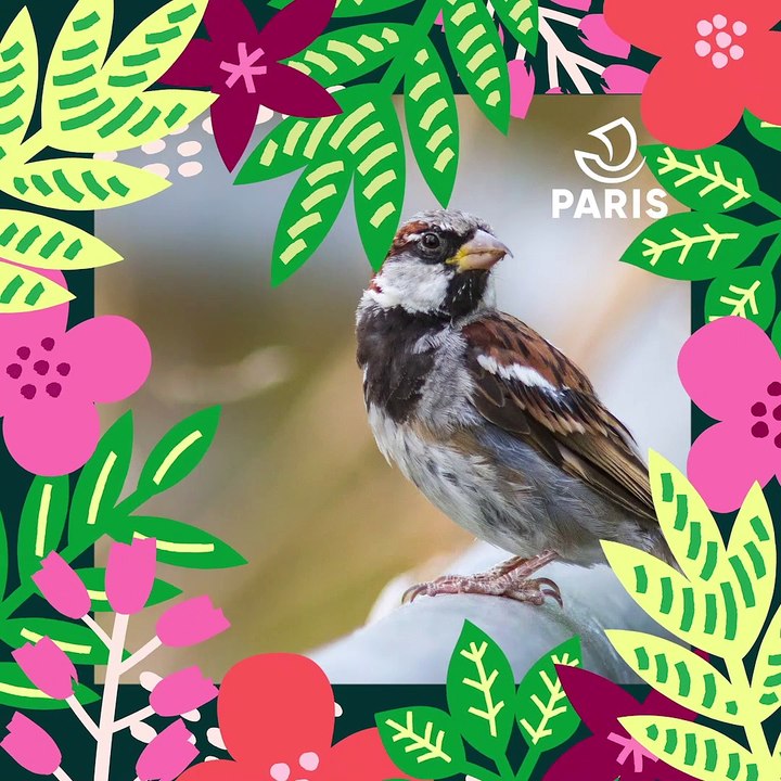 Brèves de nature sauvage à Paris : Le moineau domestique