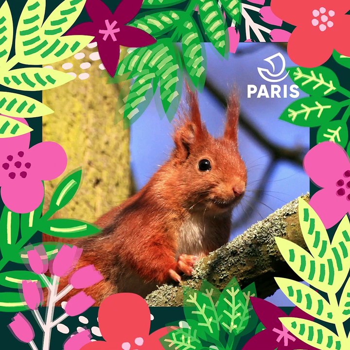Brèves de nature sauvage à Paris : L’écureuil roux