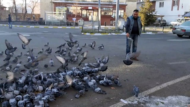 Soğuk hava nedeniyle yiyecek bulmakta zorlanan kuşlara yem verildi - ARDAHAN