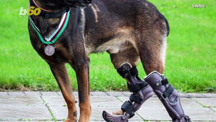 A Brave Military Dog Injured in Battle Receives the Highest Award For Animals in Military Combat!