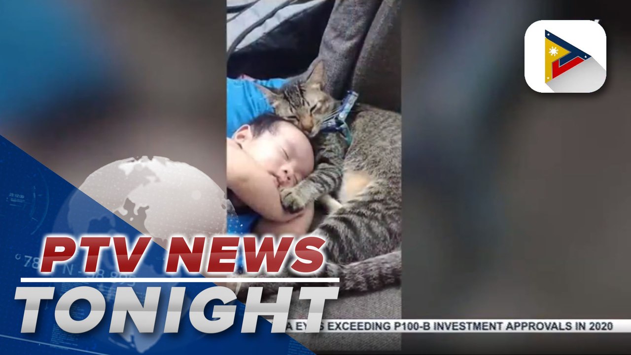 #PTVNewsTonight | Cat guards sleeping baby trends on social media