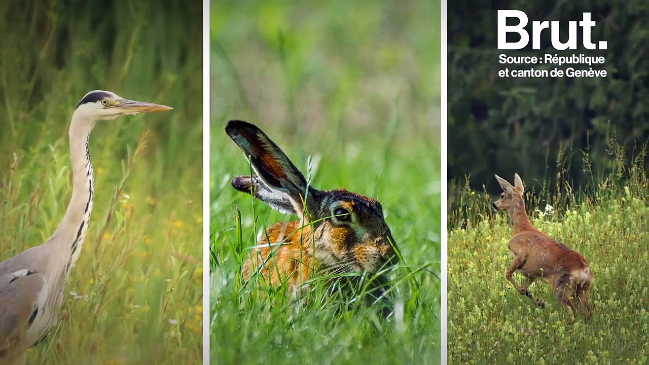 De la Suisse à l'Alaska… comment la chasse est-elle réglementée à travers le monde ?
