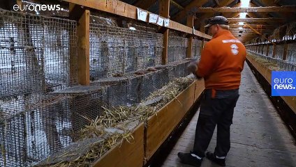 Mutiertes Coronavirus bei Nerzen: Wie groß ist die Gefahr?