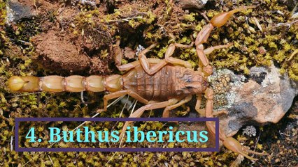 The 10 most dangerous scorpions in the  world