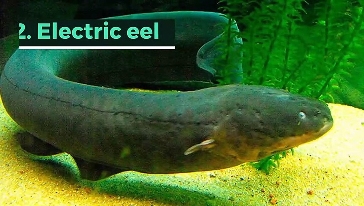 10 animals that only exist in the Amazon