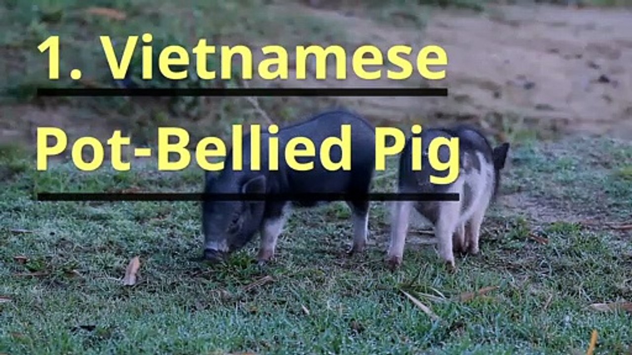 Top 10 best house pets