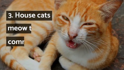 12 interesting facts about cats