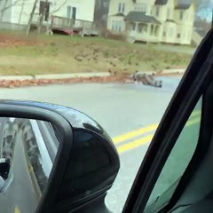 Hundreds of Birds in Yard