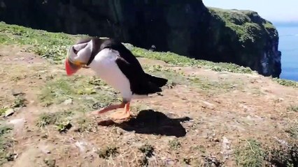 Ce Macareux n'a vraiment pas peur des touristes... Tellement mignon