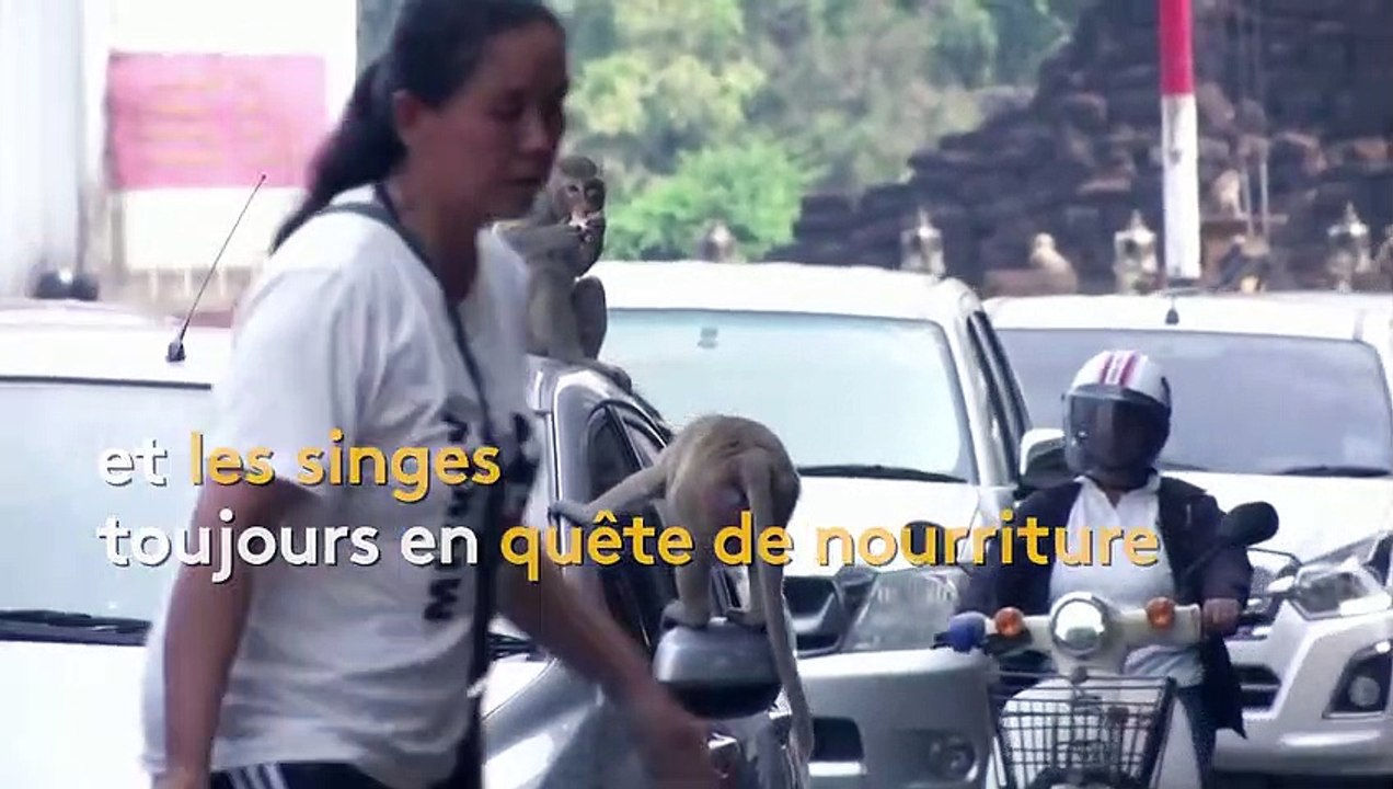 En Thaïlande, un récital pour les singes