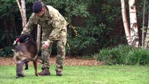 Medal for hero military dog Kuno who tackled al Qaeda gunman