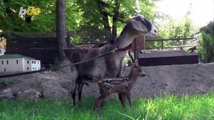 This Baby Deer Was Found Alone in the Forest Adopted by a Goat!