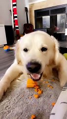 Dog Loves Eating Carrots