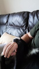 Doggo Teaching Human How to Give Belly Rubs