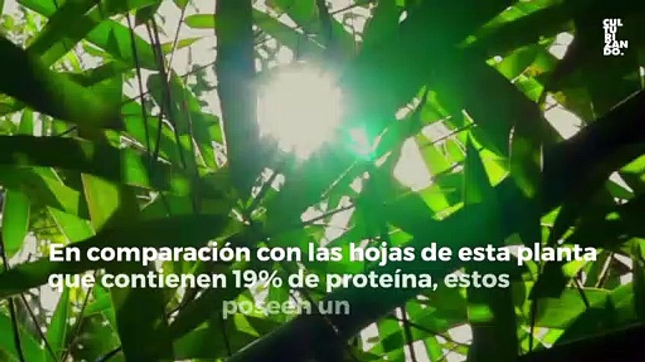 ¿Por qué los pandas al ser carnívoros comen solo bambú? • Curiosidades - Culturizando