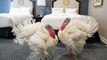 Meet Corn and Cob, 2020's Pardoned Turkeys — and See Them Celebrate in a Luxury Hotel