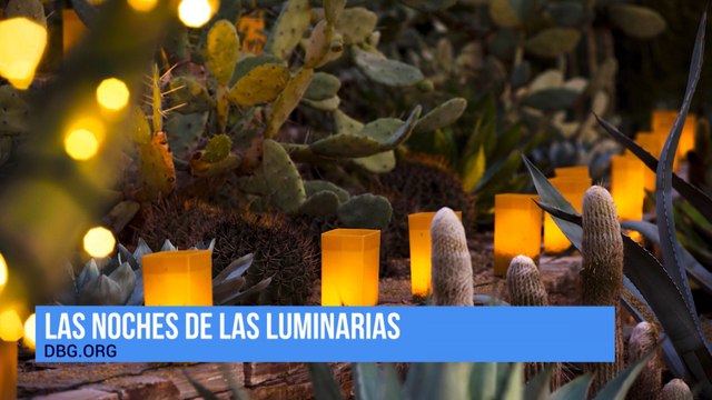 Las Noches de las Luminarias at the Desert Botanical Graden