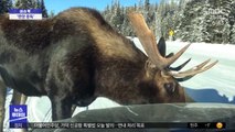 [이슈톡] 도로 한복판서 차 핥는 캐나다 사슴